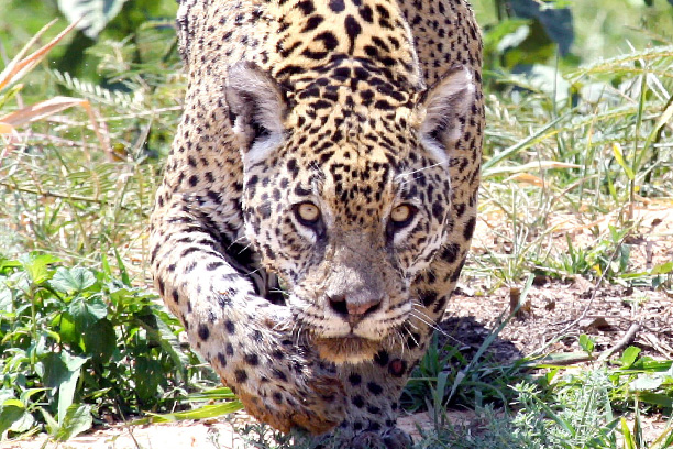 The Jaguar The Jaguar