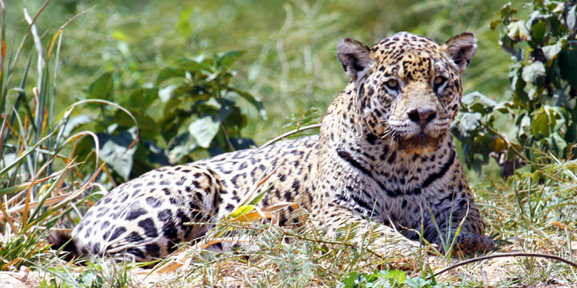 The Jaguar, the biggest wildcat of the Americas